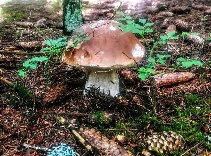 シャレー Pod Zubackou